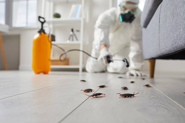 Commercial Kitchen Cockroach Control in Maryville